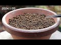 Harvesting seeds from pine cones【Bonsai diary 1/21】Easy gardening for beginners, how to make bonsai