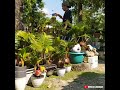 Perawatan Sederhana Bonsai Kelapa