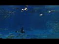 沖縄美ら海水族館　黒潮ゾーンの大水槽　１　Ｆｕｌl　ＨＤ