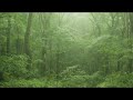 下雨聲 - 森林里的下雨聲，大自然的聲音，療愈，放鬆 Rain Sounds - Rain in the Forest, Nature's Sound, Healing, Relaxing
