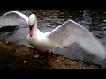 Wednesday Swan Feeding Part 1