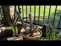 IT'S WALKABOUT WEDNESDAY! April Succulent Garden Tour.