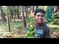 ഒരു Christmas tree ഉണ്ടാക്കിനോക്കിയാലോ|how to make a simple Christmas tree at home | SJ TECH 🔥🔥🔥