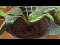 propegating 101: peace lily