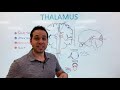 What is the Thalamus? - Sensory Processing, Consciousness, Attention