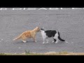 Cats arguing.