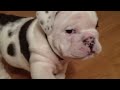 Bentley the Bulldog Puppy is fussy