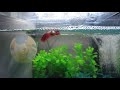 Petco Rescue Betta|| Swim Bladder or bacterial/parasite infection??? #shorts