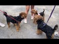 Welsh Terriers Walking NYC