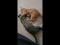 Sunday morning kitty fights, round 1