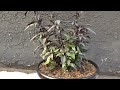 Gothic Gardening: Trachelium Caeruleum (aka Throatwort), Dark Foliage