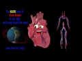 The Heart Anatomy Song