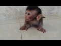 Baby Monkey  Alone Call Mom