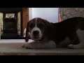 Beagle puppy howling and playing