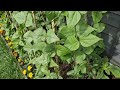 Today I talked about how to give importance to the hyacinth bean plants | Hobbyist Gardening UK