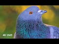 Pieceful Birds in Multi Colorful Birds on 4K