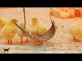 Baby Animals - Amazing World Of Funny Young Animals 🌿 4K(60FPS) Relaxation Film & Forest Sounds ♫