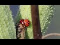 Busy Lady Bugs