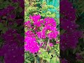 pink# and white# bougainvillea and other plants