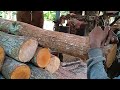 Street wood sawmill || Turning stunning mahogany logs into raw material for furniture.