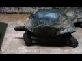 Philadelphia Zoo Giant Tortoise Walking with Mouth Full