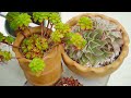 [4K] My 300m2 Succulent Garden After 9 Years of Collecting | Garden Tour Ep10