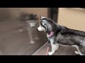 Surprising My Husky With the BIGGEST Hotel Room!