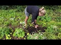 My FIRST hanging baskets + garden jobs