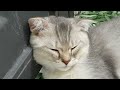 Funniest Dogs And Cats Videos 2024😻You Laugh You Lose🐶