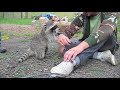 playing with young raccoon