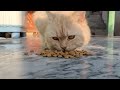 Mind-blowing: Huge Botfly Extraction from Kitten (Episode 7)