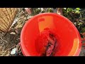 Super Amazing Result With Axolotl Salamande | Found Axoilot KOI Ranchu Oranda Ryuki Betta Snake