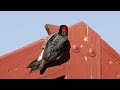 Acorn Woodpecker pecking holes on a human structure