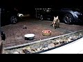 Urban foxes: Reversing Into A Hedgehog