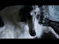 What on Earth is a Silken Windhound? (Humorous)