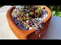 Succulent Arrangement in a heart shape terracotta pot #succulentarrangement #DIYsucculent