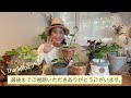 【100均キャンドゥーの観葉植物が凄すぎる✨】他の100均では今や見かけない大人気苗も100円でゲット😙/ 見つけたら即買い決定‼️4苗を購入/ 100均植物の植え替えポイントあり【ガーデニング】