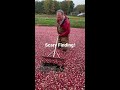 Halloween Scare in the Cranberry Bog!