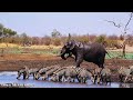 4K African Wildlife: Gombe Stream National Park, Tanzania, Relaxation Film With African Music
