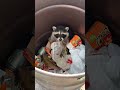 Hungry Baby Raccoon Gets Stuck In A Garbage Can #raccoon #shorts