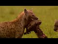 Hyenas - The Whole Story 7/13 - Go Wild