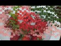 Fresones en Jardineras Orgánicas en Macetas - Cosecha de Fresas - Organic Strawberry - Harvest Time