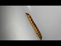 Filhote de vagalume (Larva)