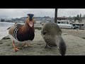 Mandarin Duck gets slapped by Pigeon