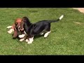 5 year old Basset Hound plays with new puppy
