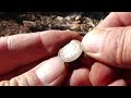 Now that is a treasure hunting find metal detecting 1700s Spanish silver Reale coin