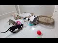 This is why you should have a cat 😂 Funniest animals 2024 🤣