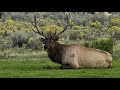 The Great Elk Encounter at Mammoth Hot Springs Hotel
