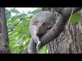 The Stare Master  #squirrel #animals #animallover #animalvideos