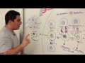 Immunology | T- Cell Development